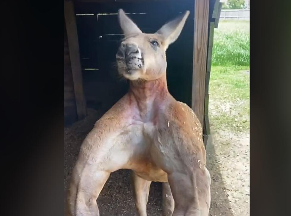 Kangaroo capture d'écran